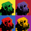 westie image