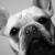 french bulldog photo