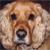 cocker spaniel image